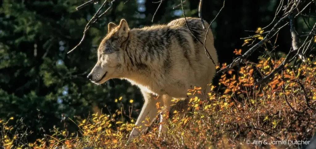 A grey wolf walks through brush in a forest under the heading Living with Wolves, a topic relevant to new studies on how poaching is driving wolf deaths in the Great Lakes. | Living with Wolves