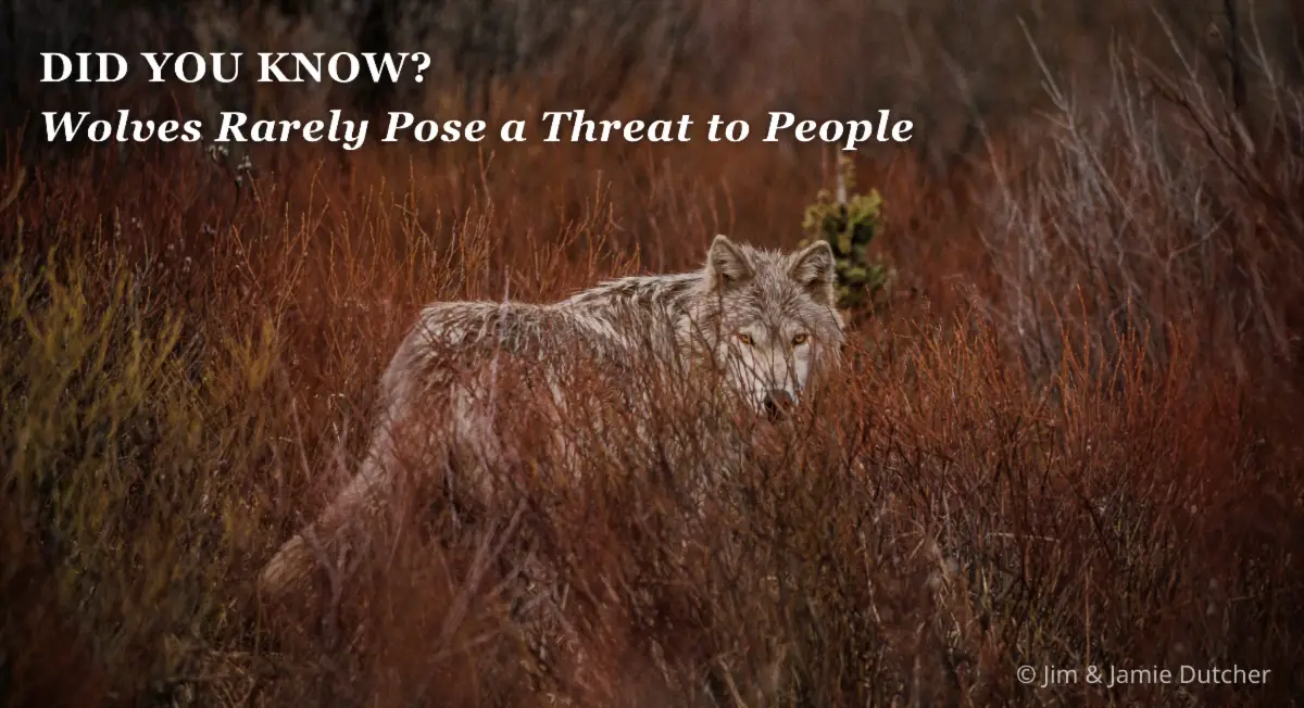 A gray wolf stands in tall, dry grass with text reading, DID YOU KNOW? Wolves Rarely Pose a Threat to People. Recent research highlights how poaching is driving wolf deaths in the Great Lakes. | Living with Wolves