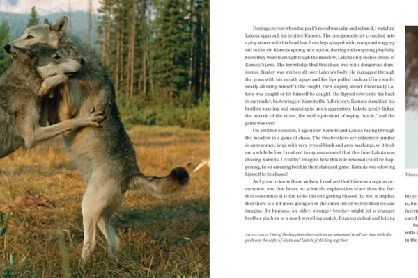 Two wolves play-fighting in a meadow, with an inset image of a wolf jumping to catch a floating products object in the snow. | Living with Wolves