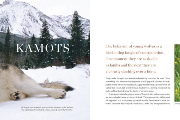 Page 67 of a book containing products like this text about wolf behavior and Kamots, featuring a large photo of an adult gray wolf in snow and a smaller photo of a wolf pup in a field of yellow flowers. | Living with Wolves