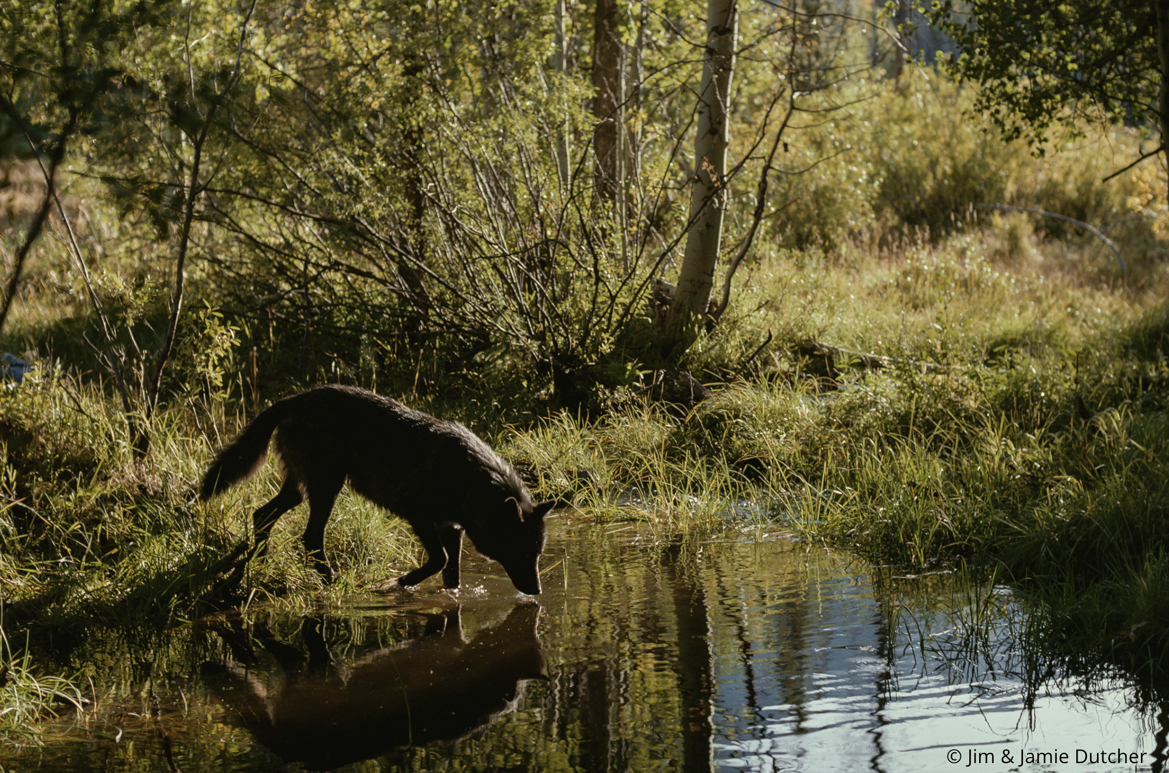 A black wolf stands at the edge of a stream, lowering its head to drink. | Living with Wolves