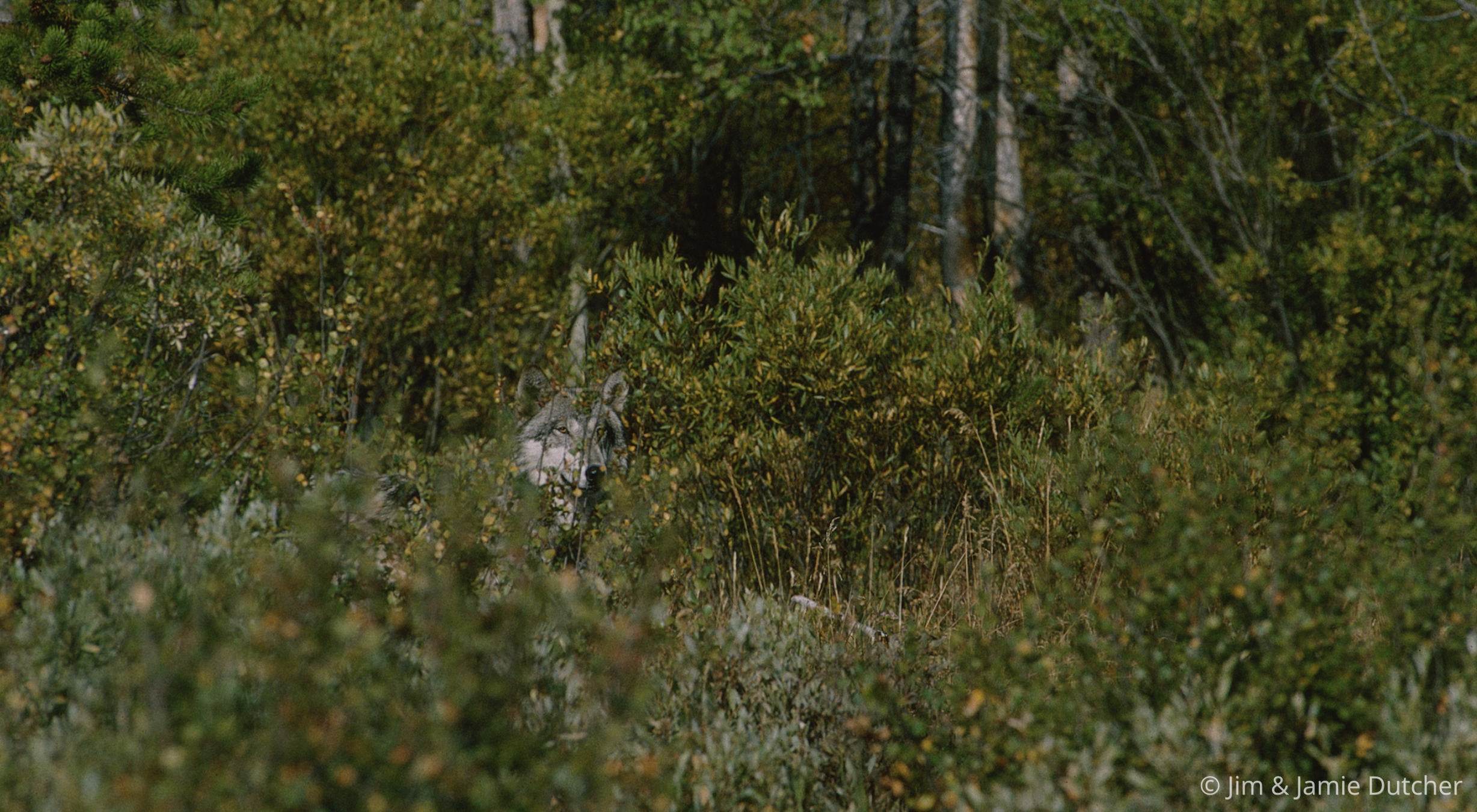 A gray wolf peers from behind dense bushes in a forest, representing the complicated history of wolves in Wisconsin. | Living with Wolves