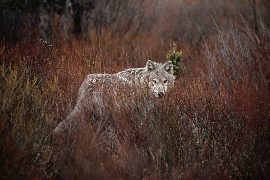 A gray wolf stands in a field of tall, dry brush, looking directly at the camera. | Living with Wolves