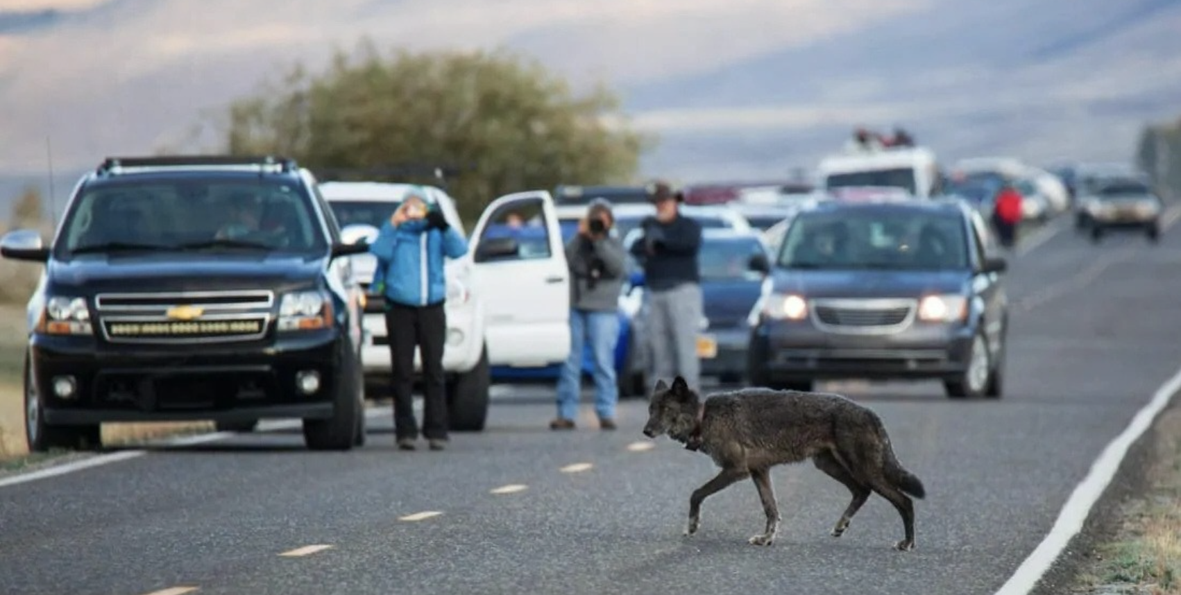 A black wolf with a tracking collar, a subject in the complicated history of wolves in Wisconsin, walks across a road in front of parked cars and people taking photographs. | Living with Wolves