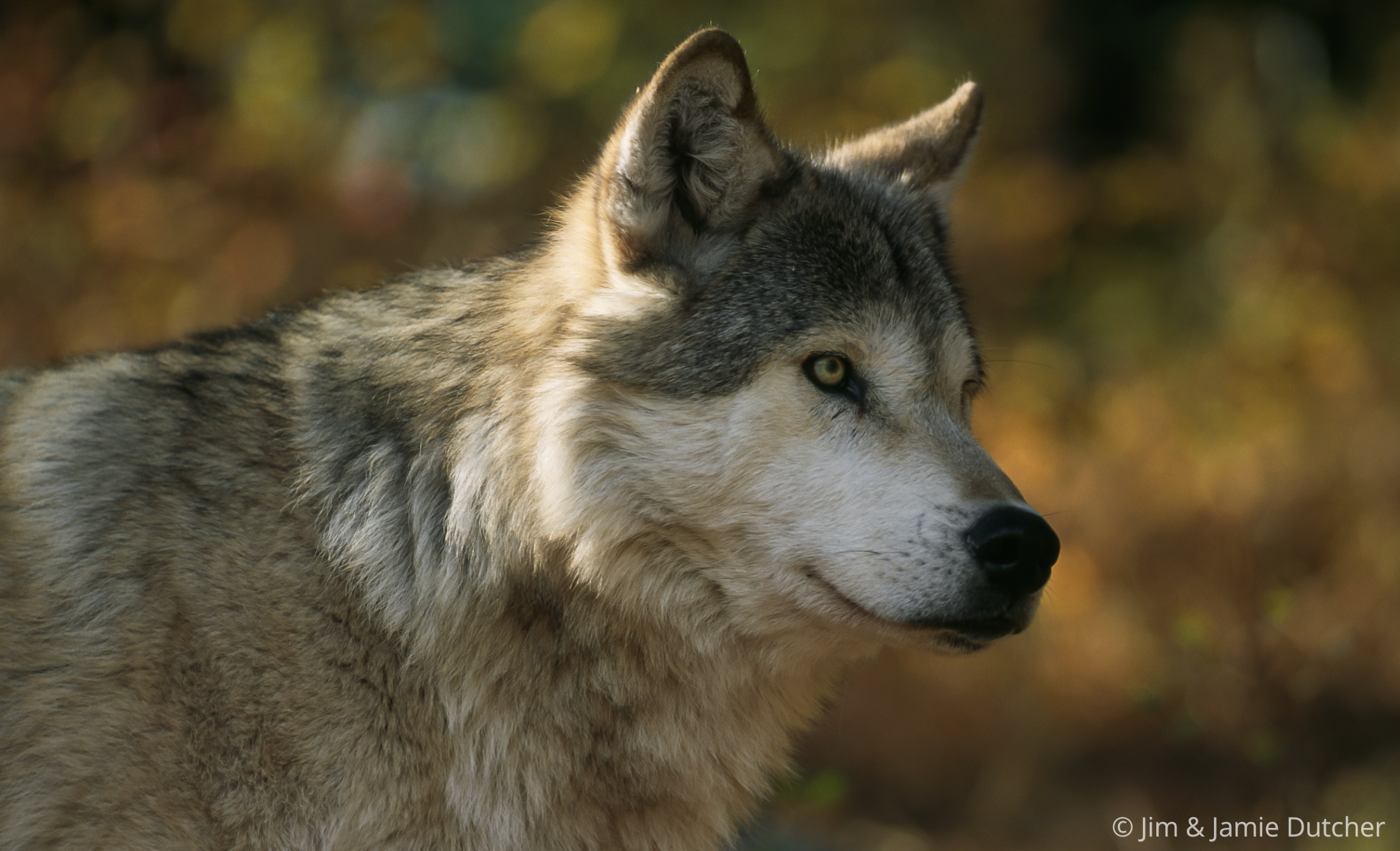 Close-up profile of a grey wolf. | Living with Wolves